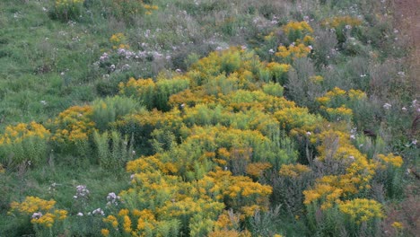 Gelber-Blumenstrauch-In-Grüner-Graslandvegetation-Im-Lettischen-Naturschutzgebiet