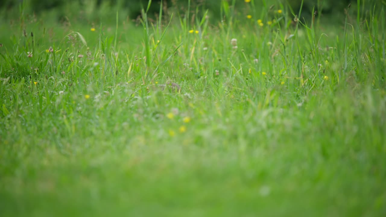 Criceto europeo appena visibile, che sbircia mentre cerca cibo nell'erba alta