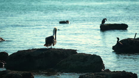 Pelican-preening-on-rocks-with-cormorants-in-calm-ocean-waters,-Florida-Keys