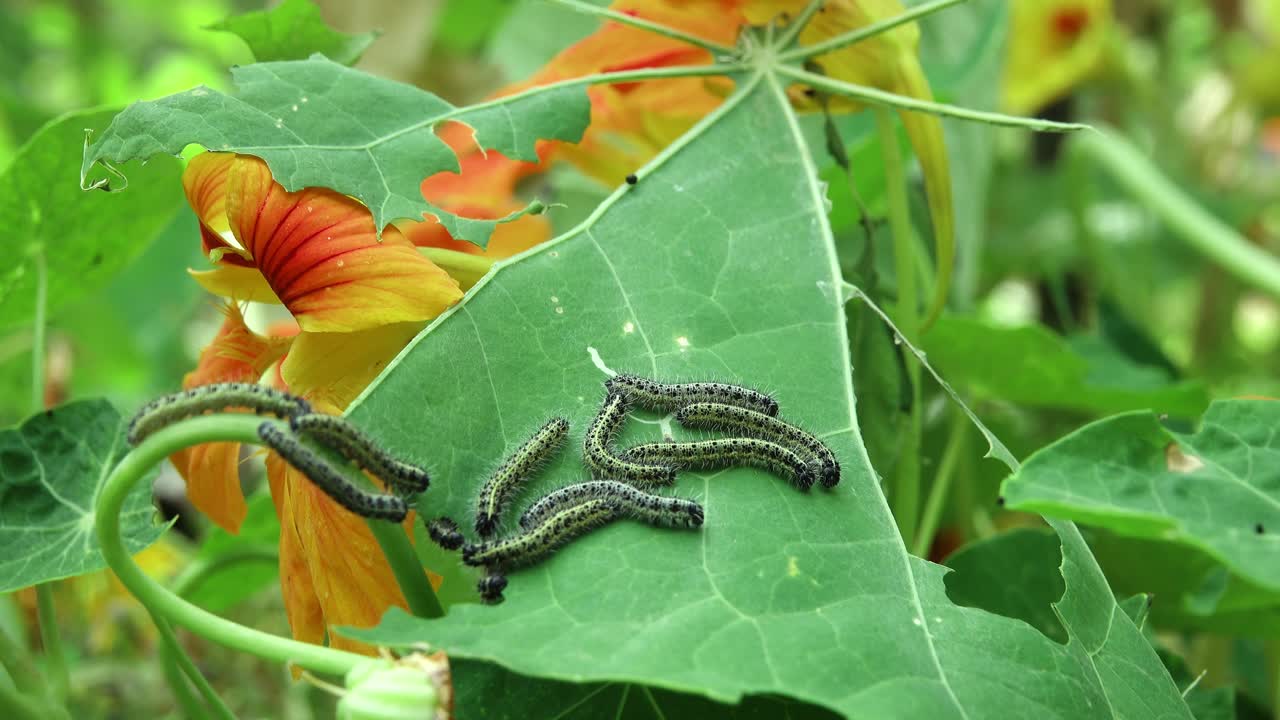 Caterpillars of the large white butterfly eating and moving on a nasturtium leaf