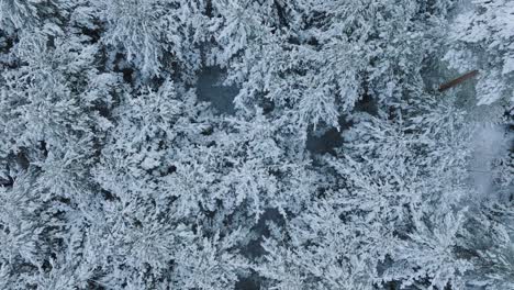 Aerial-birdseye-footage-of-trees-covered-with-snow,-Nordic-woodland-pine-tree-forest,-calm-overcast-winter-day,-wide-drone-shot-moving-forward-over-the-treetops