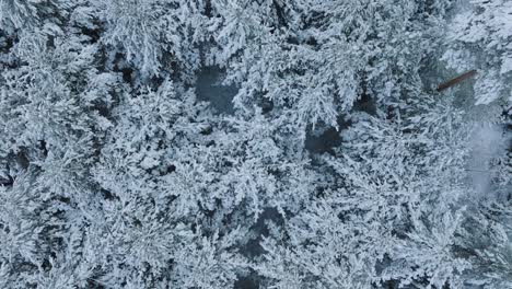 aerial birdseye footage of trees covered with snow, nordic woodland pine tree forest, calm overcast winter day, wide drone shot moving forward over the treetops