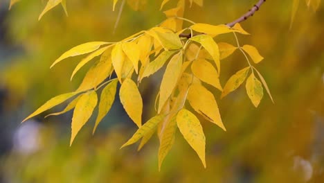 fall colors on display as pretty yellow leaves sway in the breeze in the grasslands region of alberta