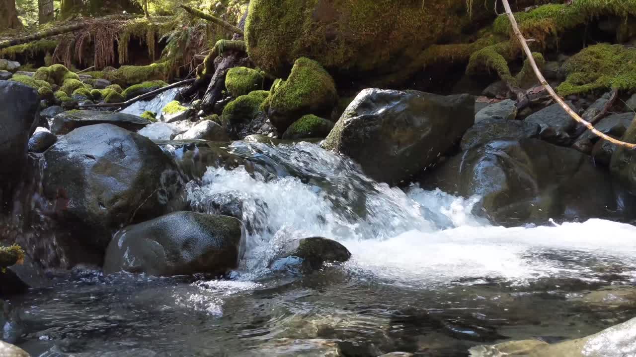 Water flowing over rocks covered by moss in the forest of the Olympic National Forest
