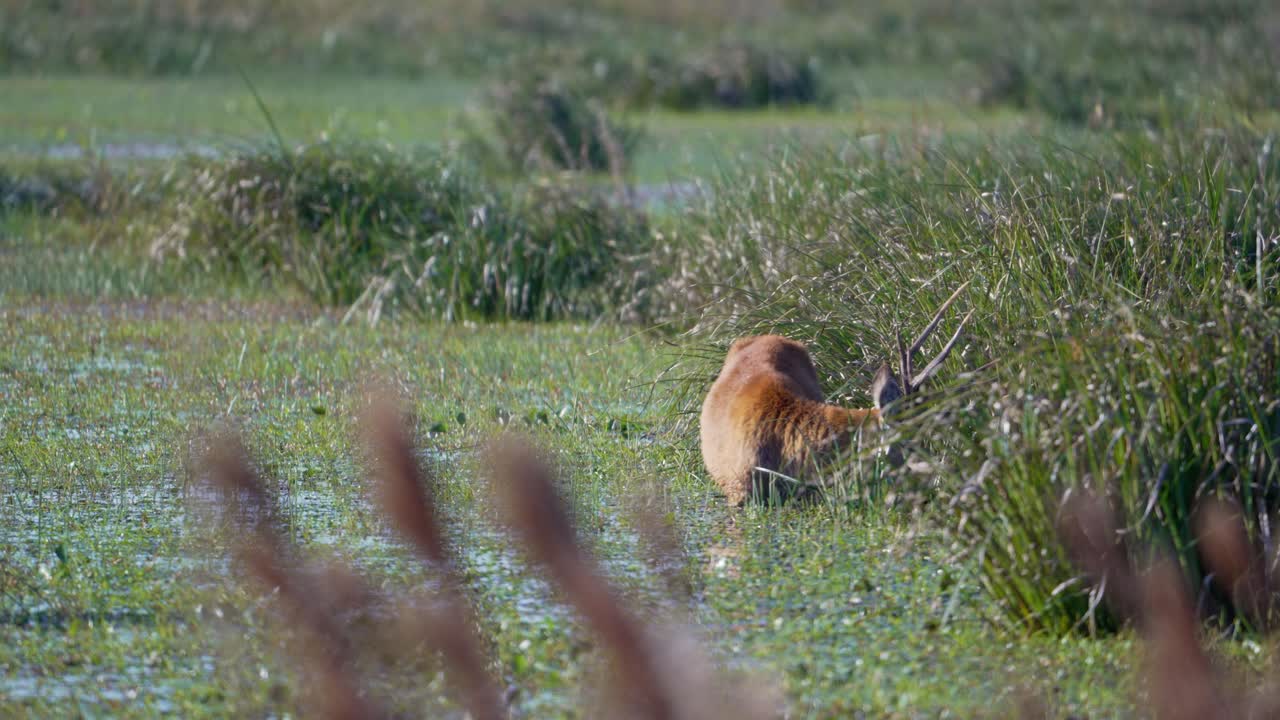 Marsh deer seen among foliage, semi-obscured by foreground leaves, frontal view with antlers shaking as it grazes