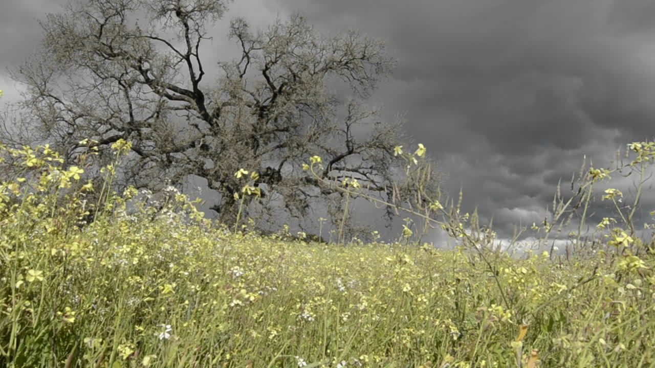 오하이오 캘리포니아에 있는 계곡 오크 나무 위로 형성되는 폭풍의 상승 추적 샷