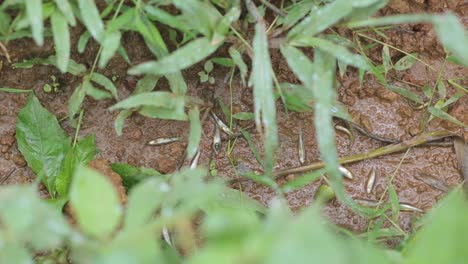 Scene-with-dead-fish-on-soggy-ground