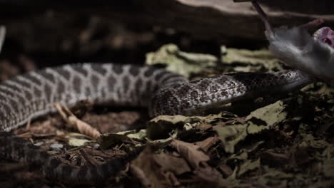 Vista-En-Cámara-Lenta-De-Una-Serpiente-De-Cascabel-Atacando-A-La-Presa