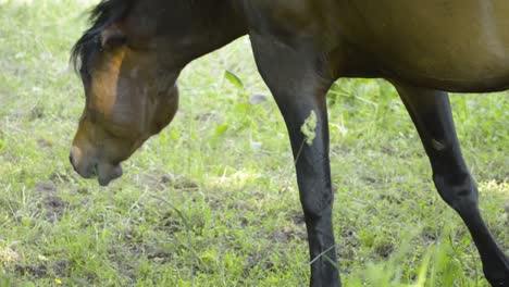 a handicapped horse without one eye walking around and eating grass