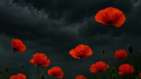 red poppies are blooming under a dramatic stormy sky, creating a captivating contrast between the vibrant flowers and the dark, ominous clouds