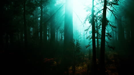 sunbeams shining through a foggy forest