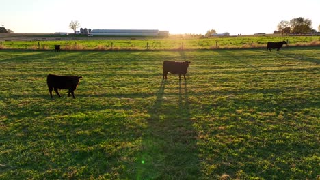 Herd-of-Beef-cattle-and-cows-in-green-meadow-pasture