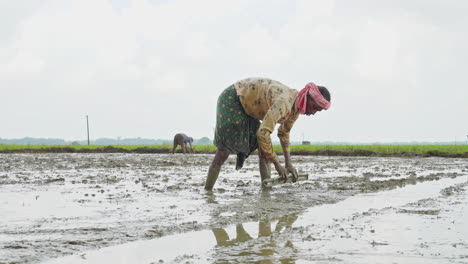 Indian-old-aged-farmer-using-a-wooden-agricultural-equipment-to-level-the-plowed-soil