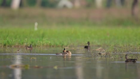 Duck-cleaning-feathers-in-wetland