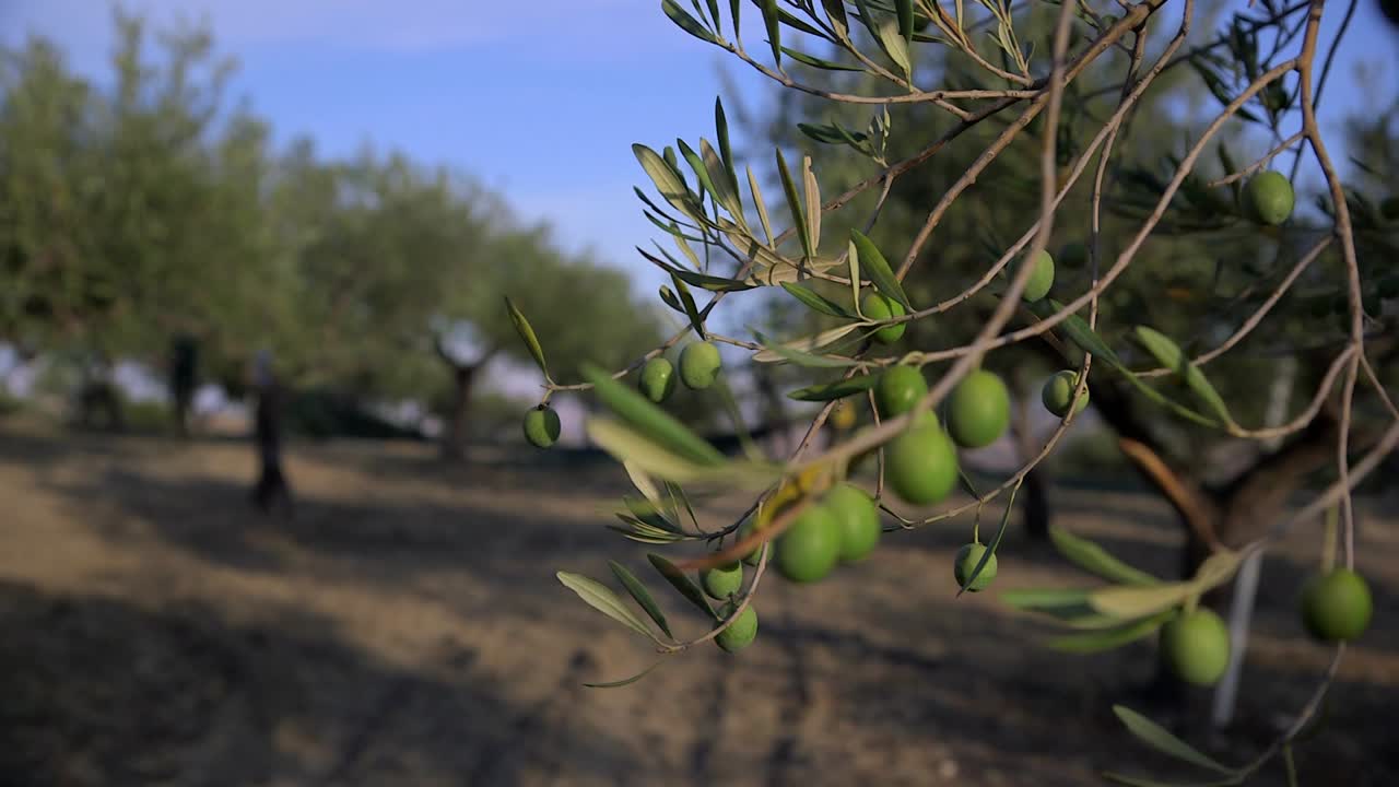 aceitunas verdes en un árbol