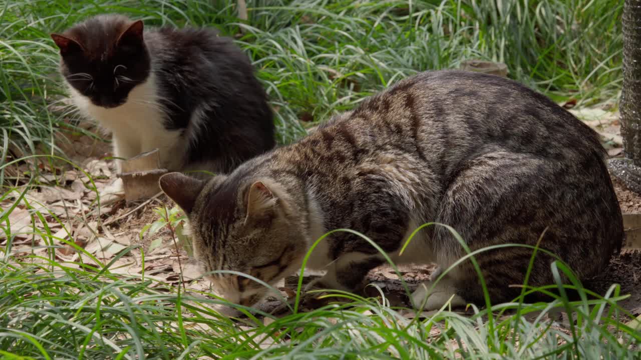 Un timido gatto soriano marrone inizia a mangiare accanto a un gatto nero più piccolo.