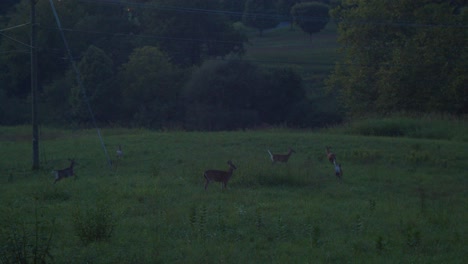 herd of six white tail deers running away to the bushes