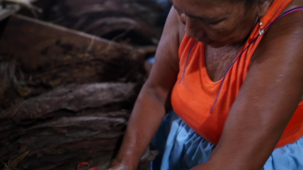 Donna che arrotola sigari nella manifattura di tabacco