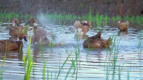 ducks are looking for food in the pond