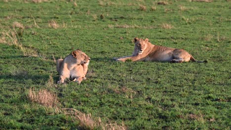 Dos-Leonas-Toman-El-Sol-Temprano-En-La-Mañana-En-La-Reserva-Nacional-Masai-Mara-En-Kenia