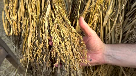 hands examining rice grains in thailand