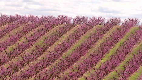 rows of pink blossom peach trees on a hillside