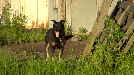 watchdog on chain guarding the area