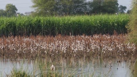 Cultivos-Verdes-Vistos-En-El-Fondo-Junto-A-Un-Campo-Parcialmente-Inundado