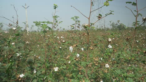 Campo-De-Algodón-En-Maharashtra,-India