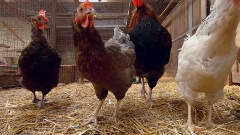 chickens in a chicken coop with hay on ground, curiously looking into camera, low shot