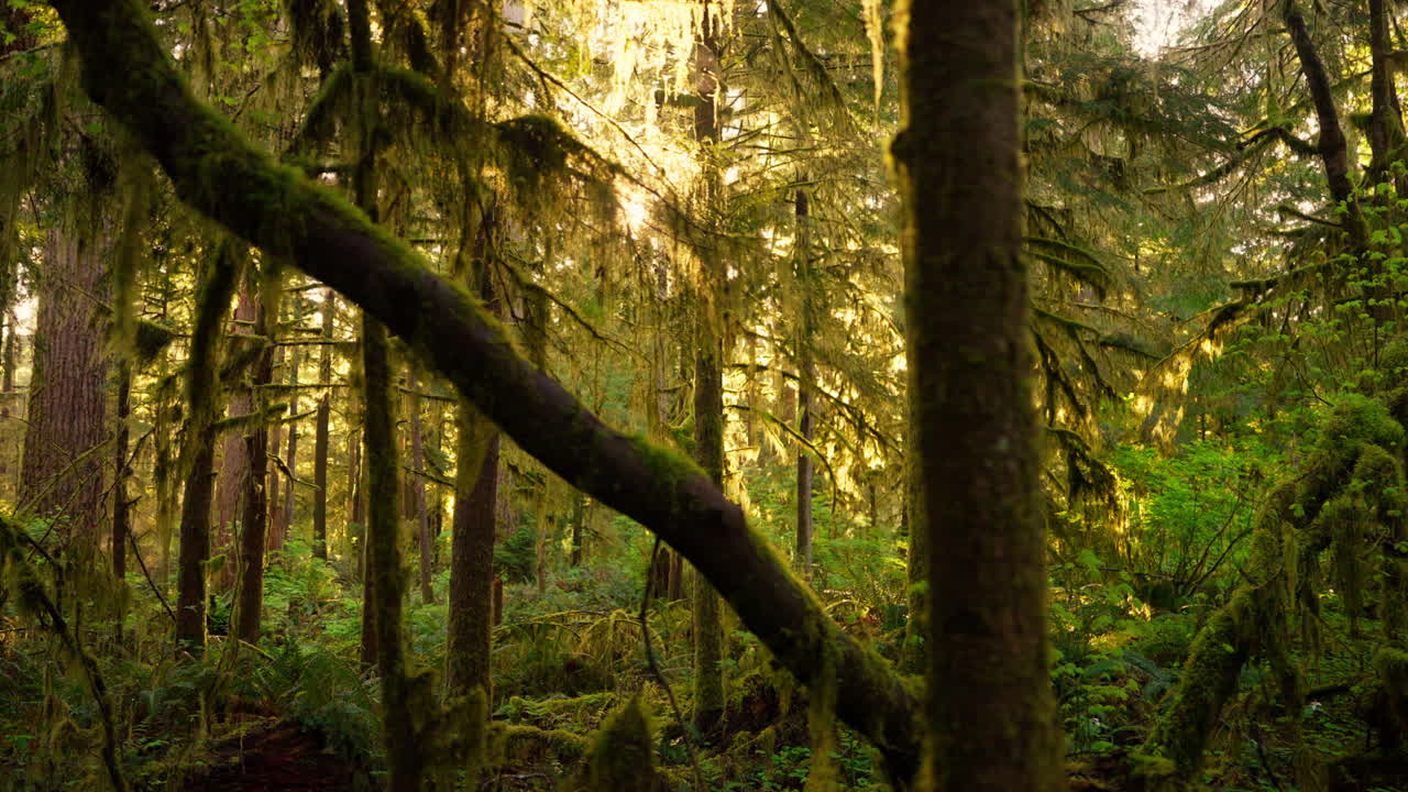 I primi raggi di sole del mattino che filtrano tra gli alberi della foresta nell'Olympic National Park, creando un'atmosfera serena e nebbiosa. Ideale per filmati naturalistici, paesaggistici e sulla natura selvaggia.