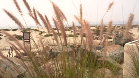 feather reed grass grass breezing and moving around in the windy ocean breeze by sand dunes on the coast of san diego, california