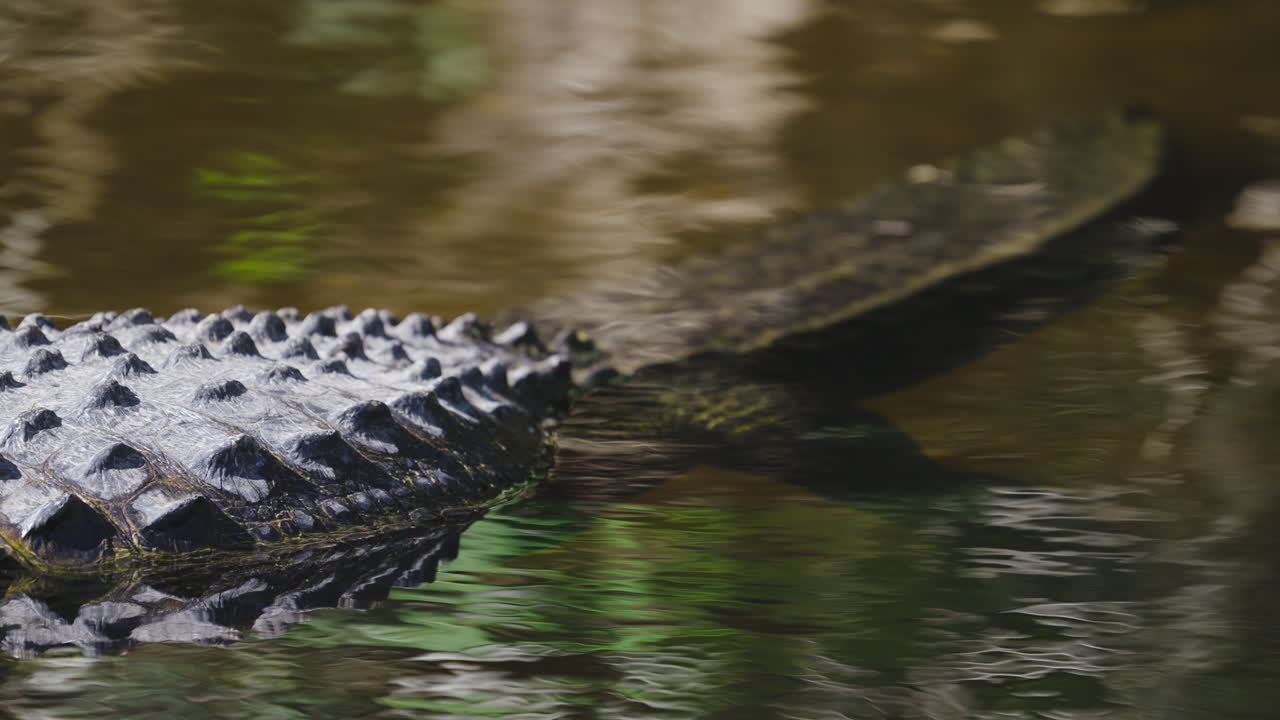Alligator Tail in Tannic Water