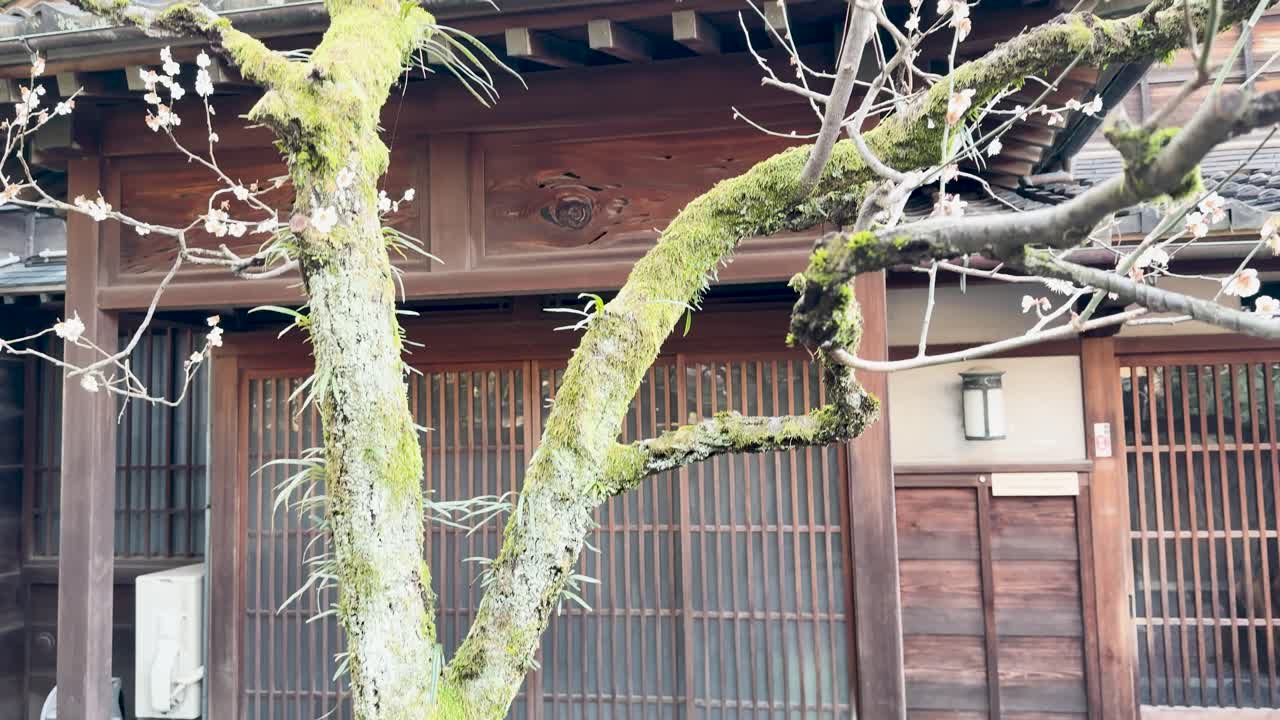 ゆっくりと上向きにティルトすると、伝統的な木造の日本家屋の前に苔むした梅の木が現れる。