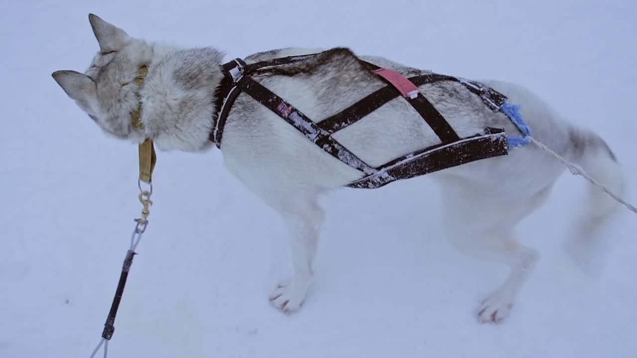 Dog sledding in the snow