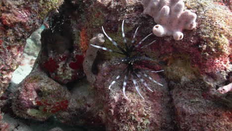 A-juvenile-lionfish-hides-in-a-crack-among-the-beautiful-coral-of-the-Caribbean-sea