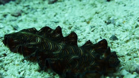 persian carpet flatworm crawls gracefully across a sandy bottom while its body moves and flows in the current