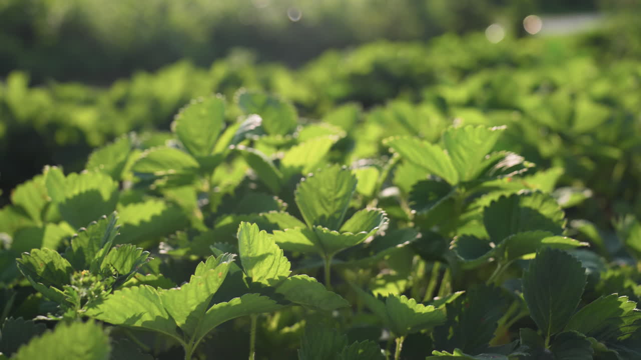 Strawberry leaves glowing under sunlight in lush green field, fresh foliage with natural texture captured in daylight, soft focus background creates depth