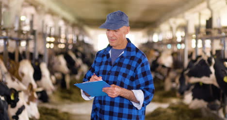 livestock stable farmer working in cowsheed