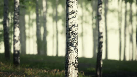 un bosque de abedul