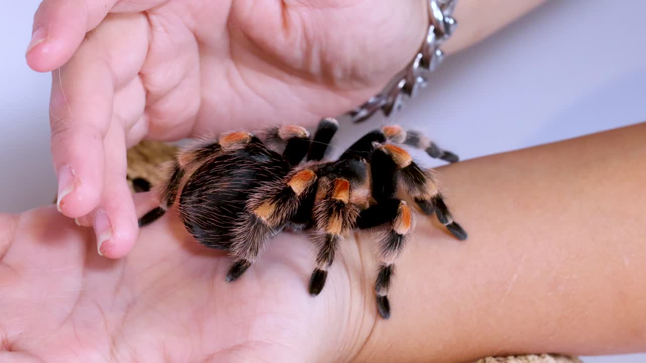 Close-up shot of a Mexican redknee tarantula being handled gently on a person's palm