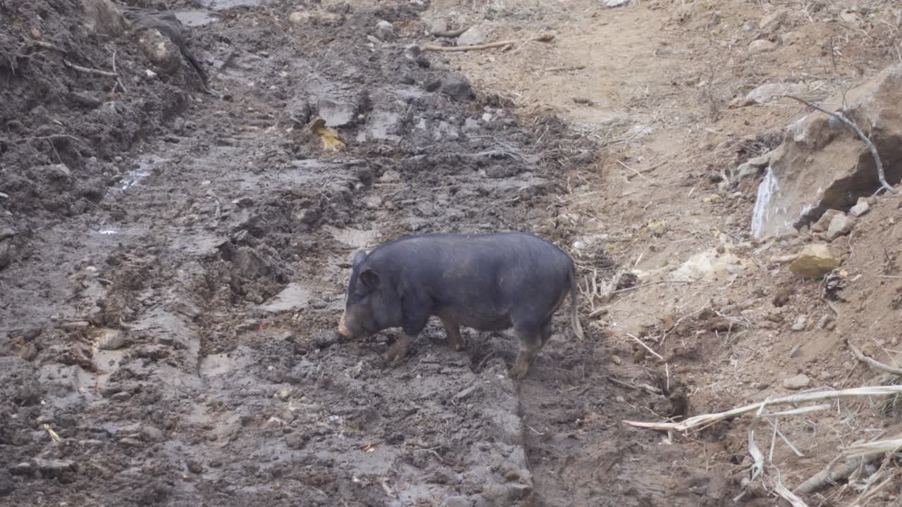 un lechón negro desenterrando barro en una carretera de construcción rural