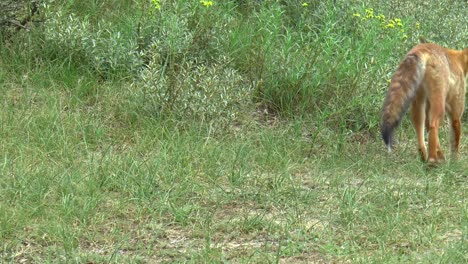 Red-fox-scratches-itself-and-walks-away