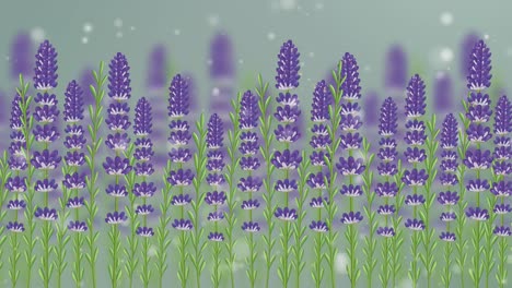 lavender flowers sway gently as snowflakes fall, creating a serene and calming animation with a soft color palette