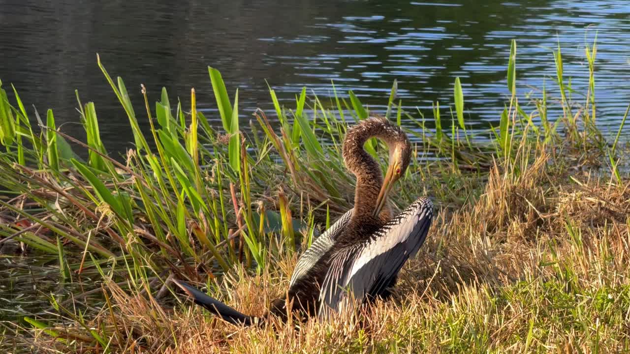 Anhinga bird meticulously preening its feathers near a calm water body in the Everglades. Surrounded by lush greenery and golden sunlight, showcasing the beauty of Florida wildlife.