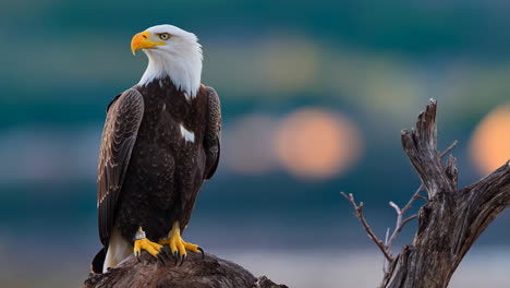 bald eagle perched on a branch, preening
