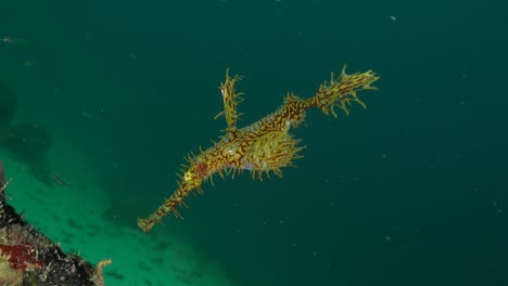 yellow harlequin ghost pipefish hovering in open water