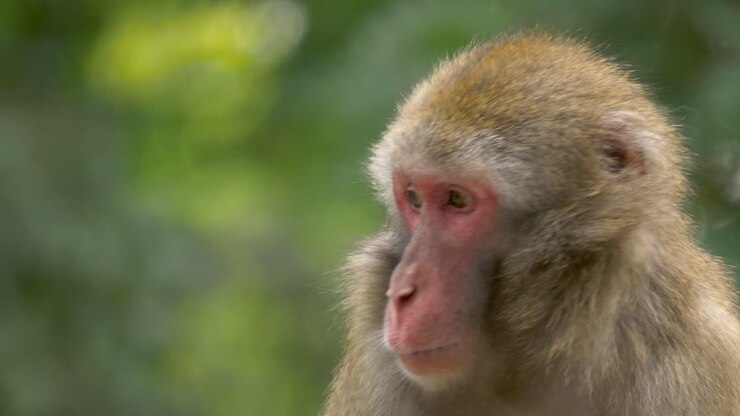 Close-up shot of a Japanese Macaque looking around in slow-motion