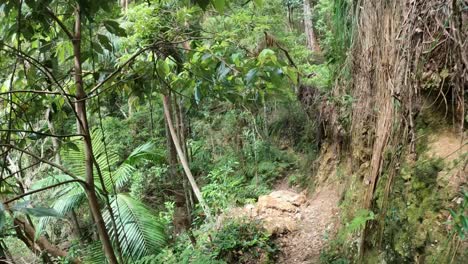 explorando un camino de selva tropical exuberante y verde