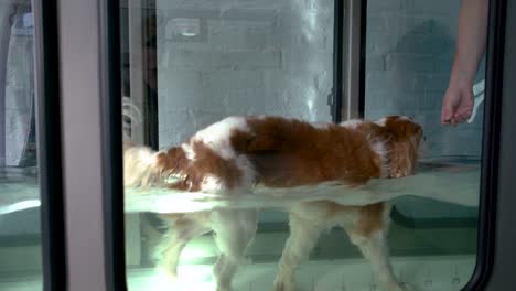 a dog walks on an underwater treadmill toward a physiotherapist holding a treat in front of the dog